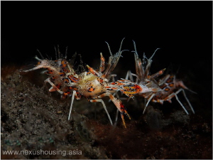 Fighting tiger shrimps. by Gregory Sin 